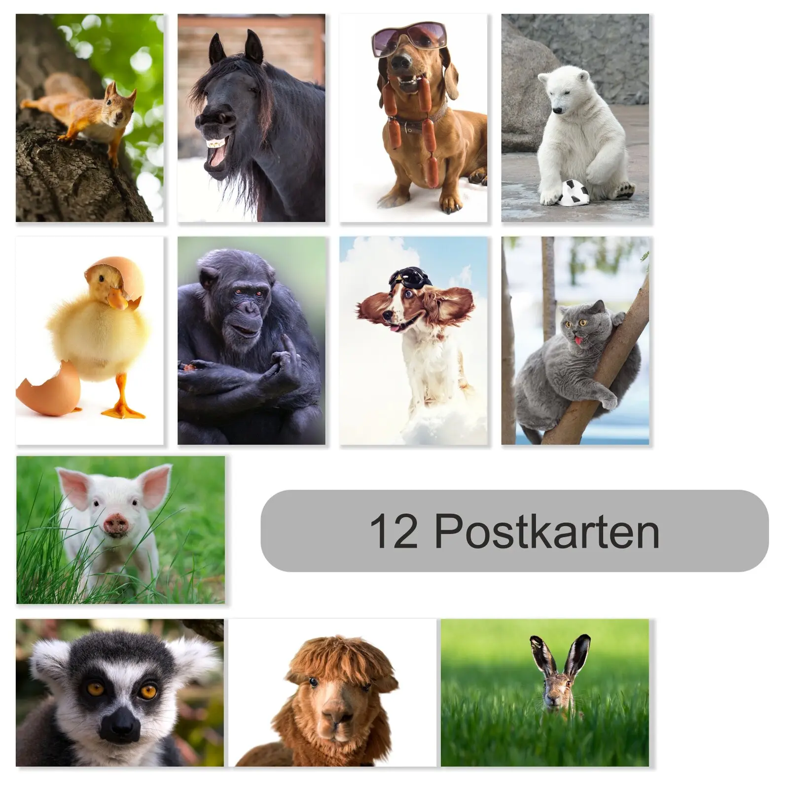Lustige Tiere auf Postkarte Pferd Affe usw. Menge 12