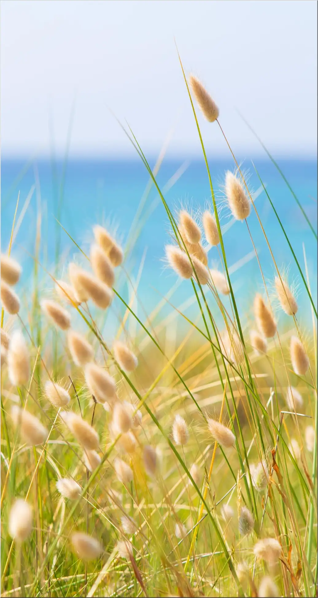 Gräser Im Wind Am Strand Mit Blauem Himmel