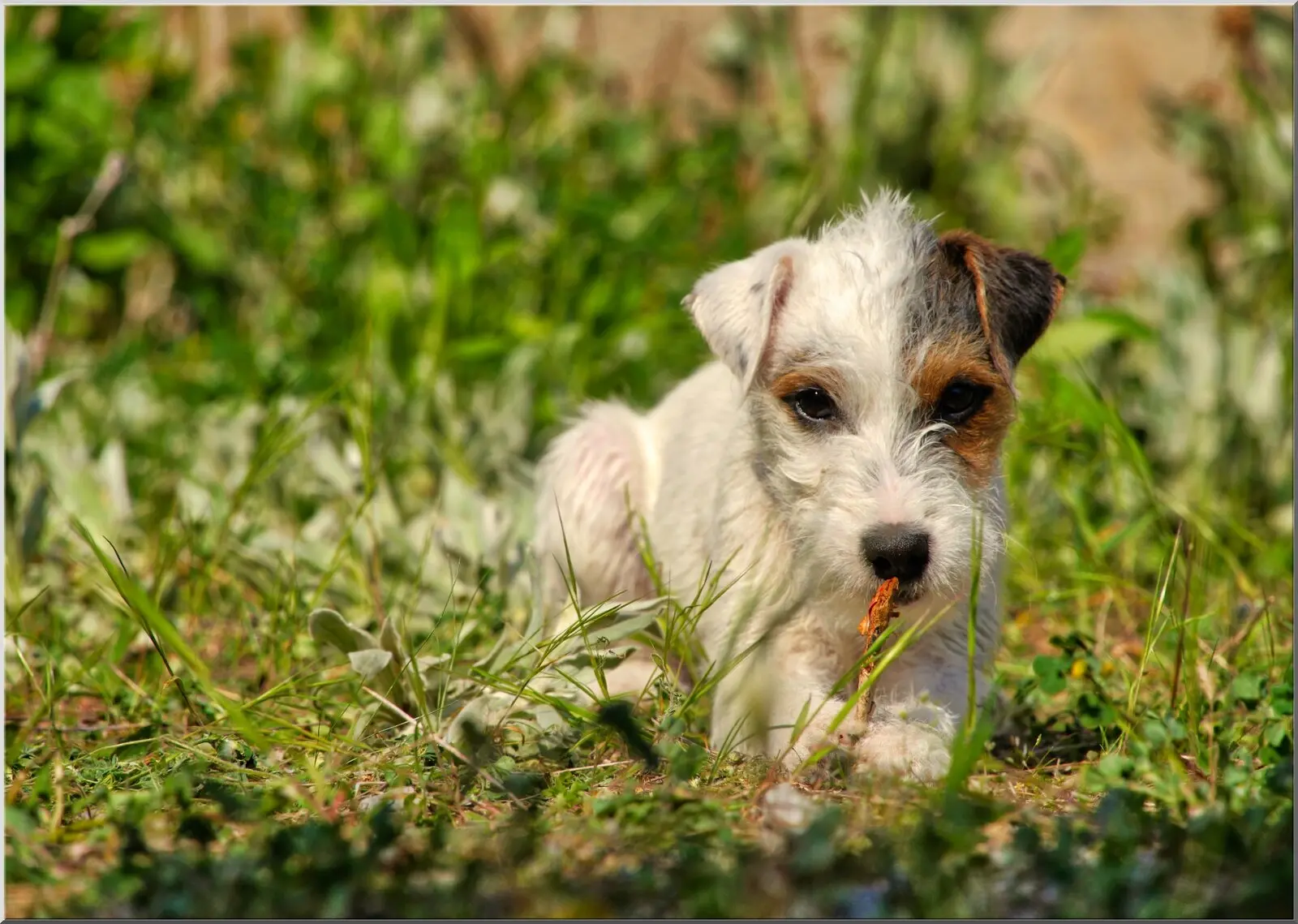 Postkarte mit kleinem Jack Russel auf grüner Wiese Format A6 Postkarte mit kleinem Jack Russel auf grüner Wiese