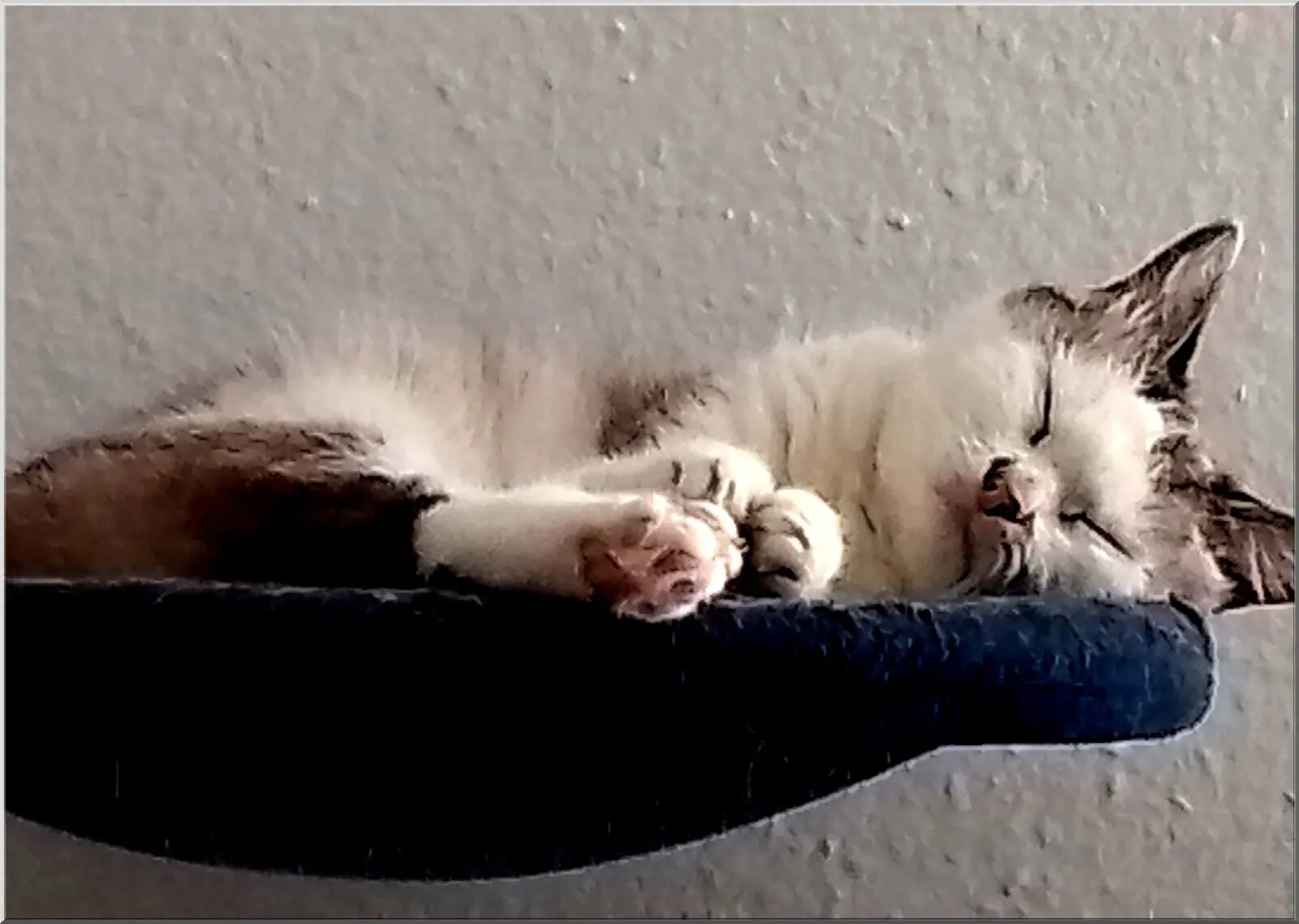 Postkarte mit süßer schlafender Katze als Motiv