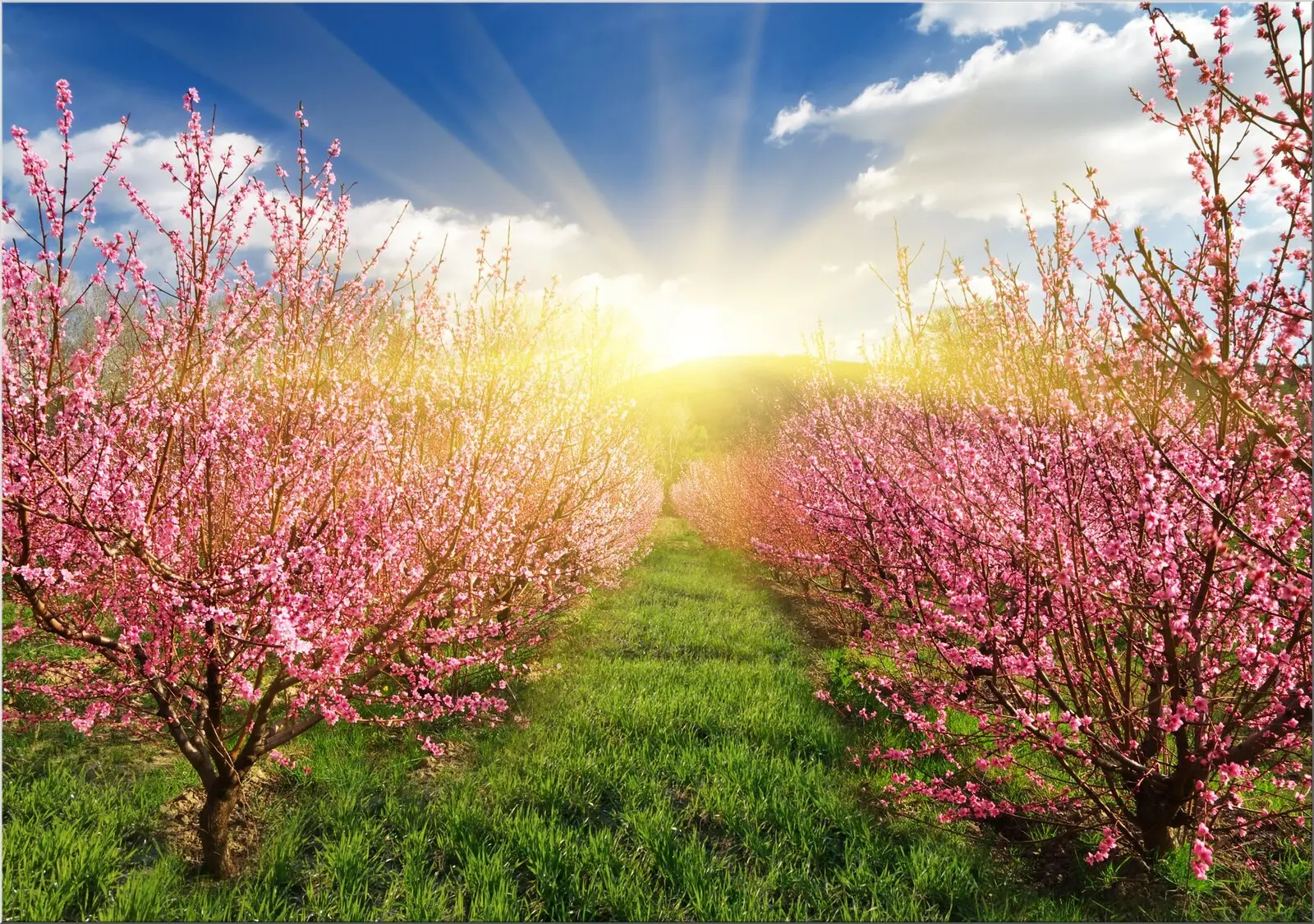Kirschbäume mit rosa Blüten im Sonnenschein Postkarte