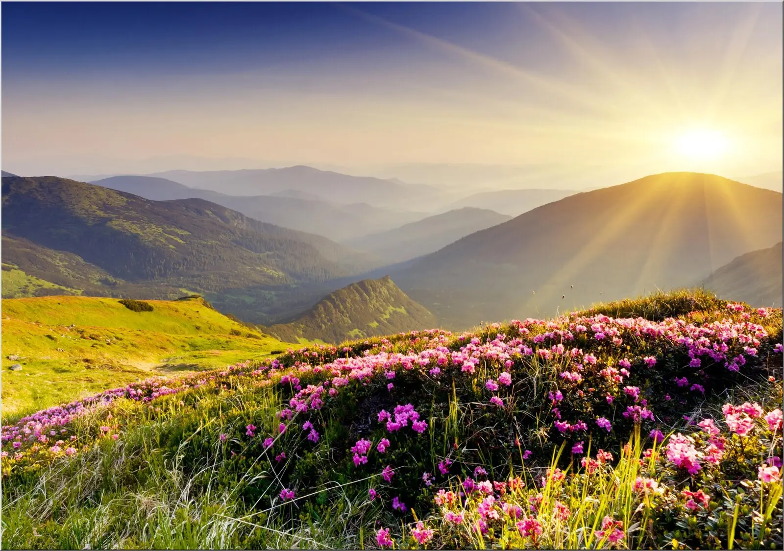Postkarte mit Berglandschaft Sonnenstrahlen Blumen Alm#