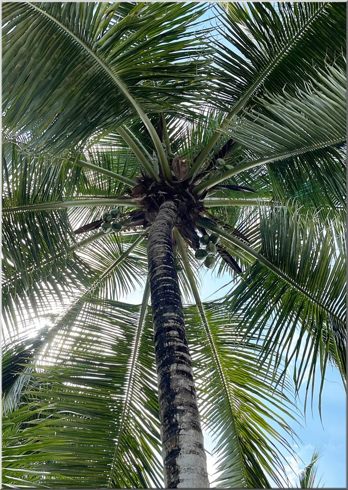 Postkarte mit aussergewöhnlichem Blick in eine Palme