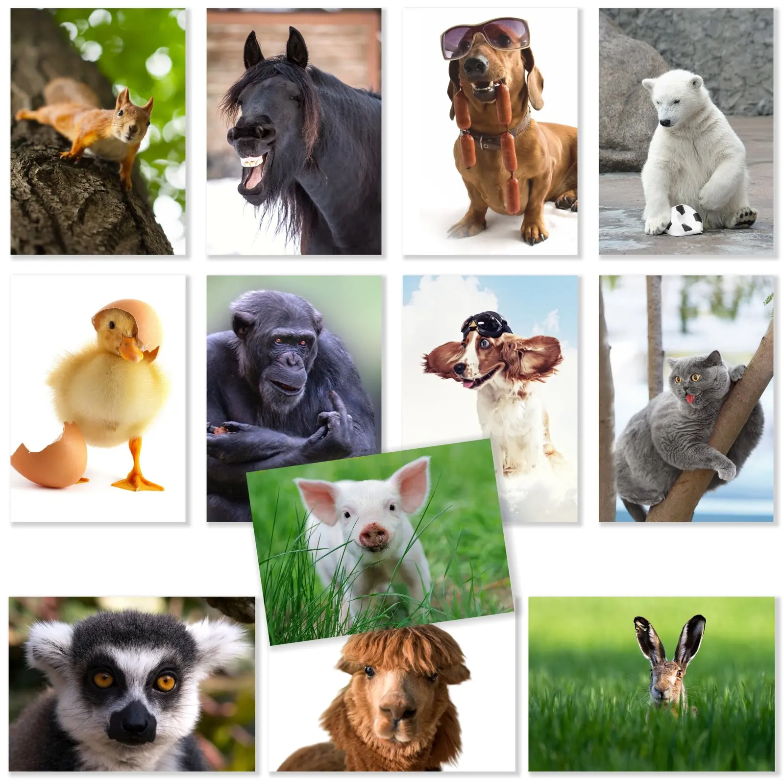 Set mit 12 lustigen Tieren auf Postkarten Din A6