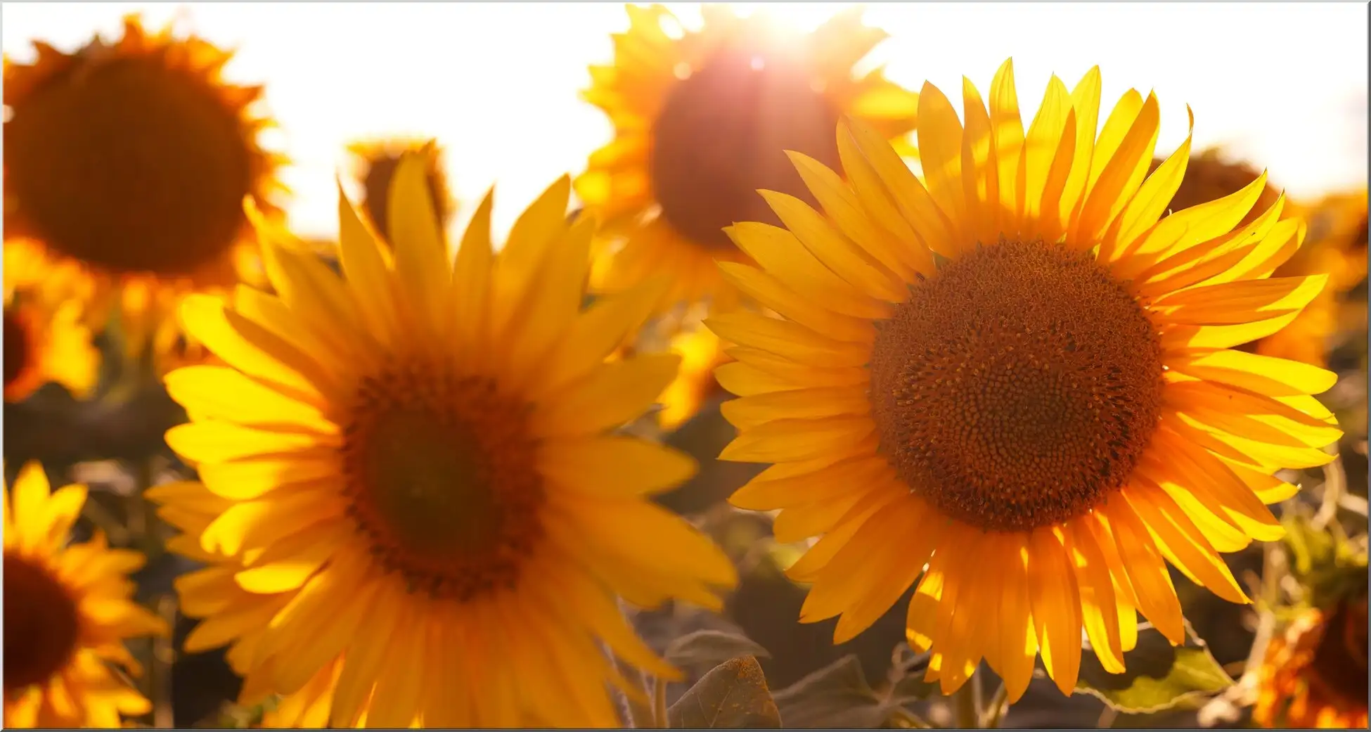 Große Postkarte Mit Schoenen Sonnenblumen