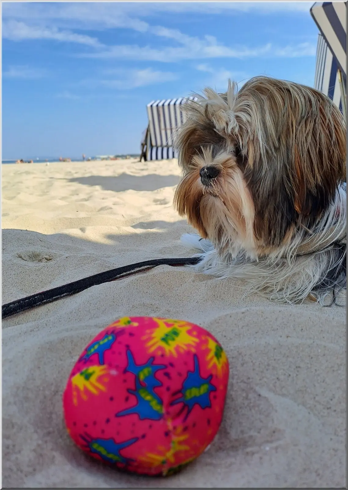 Postkartenmotiv mit lustigem Hund und Strandball
