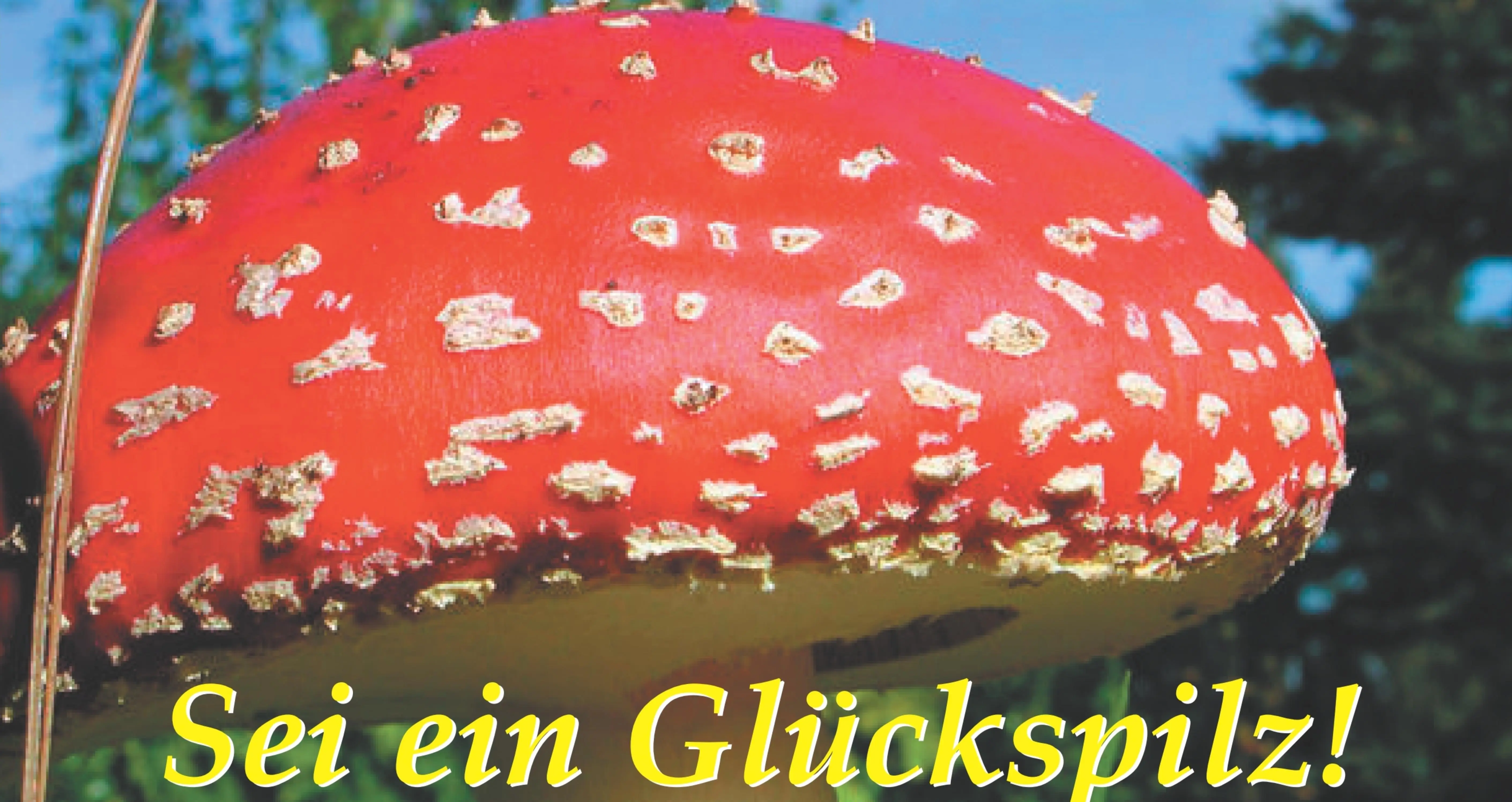 Fliegenpilz mit Glücksspruch Glückspilz Rot Grün Wald Herbst Fliegenpilz mit Glücksspruch