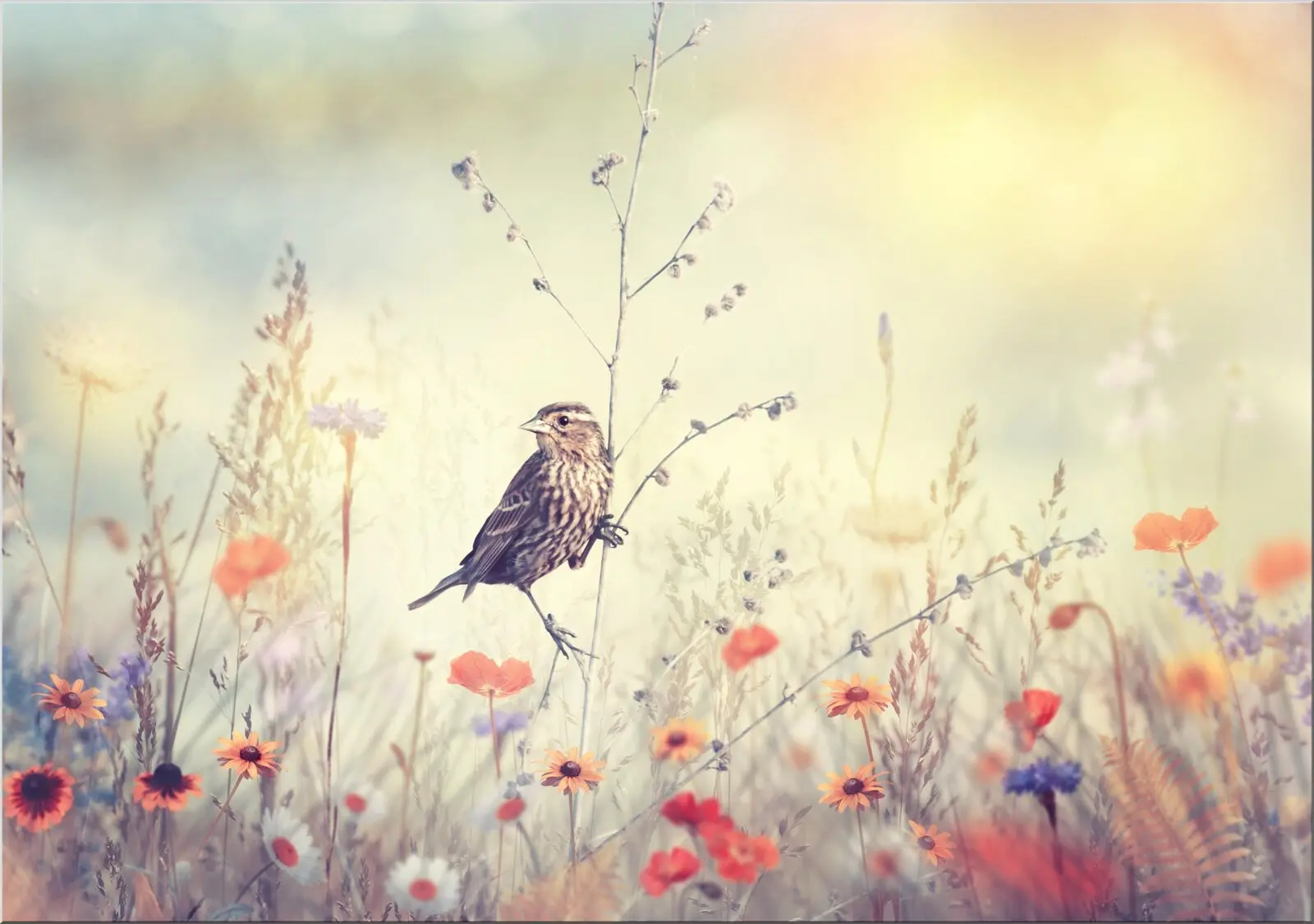 Schöner Vogel in Wildblumenwiese Aquarell Postkarte