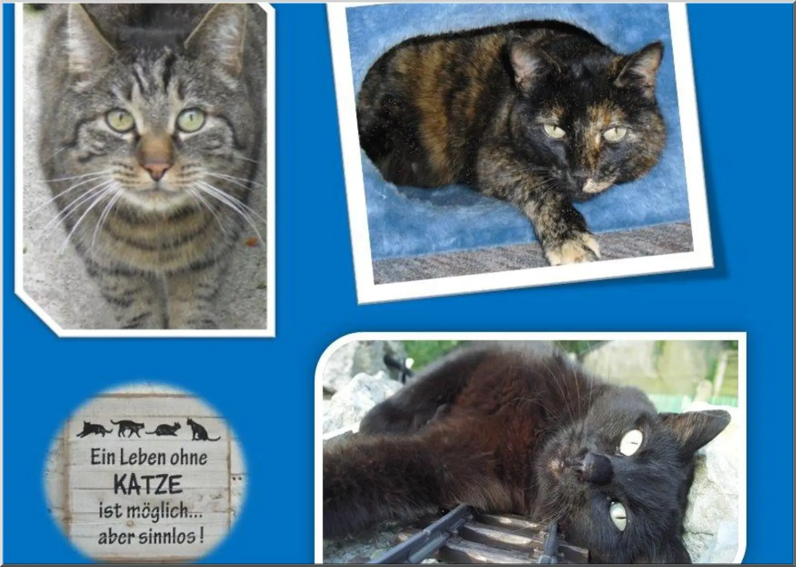 Katzencollage mit drei Katzen auf Postkarte Din A6