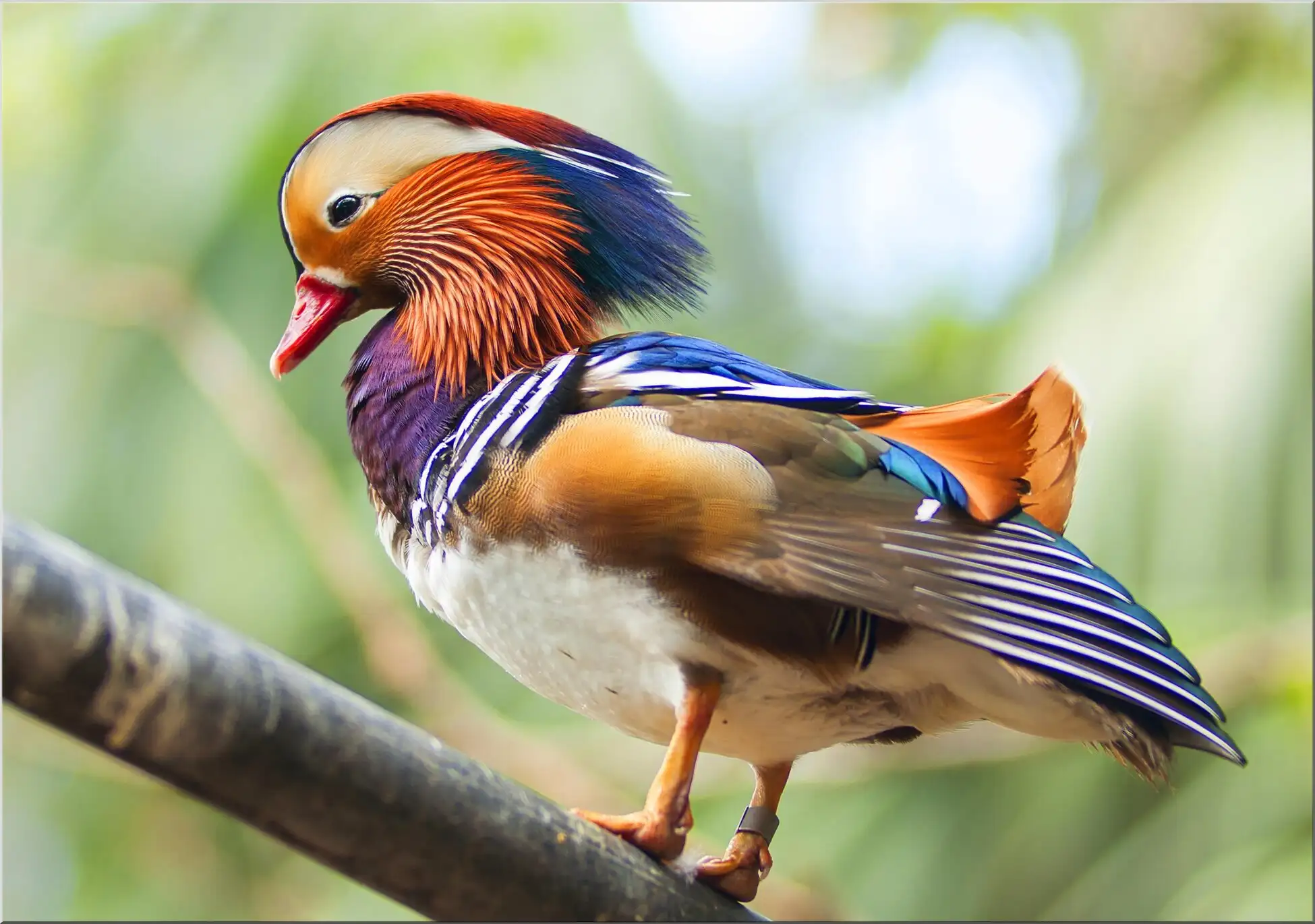 Mandarin Ente Bunt Gefieder Niedlich Farbenfroh Bunte Mandarinente