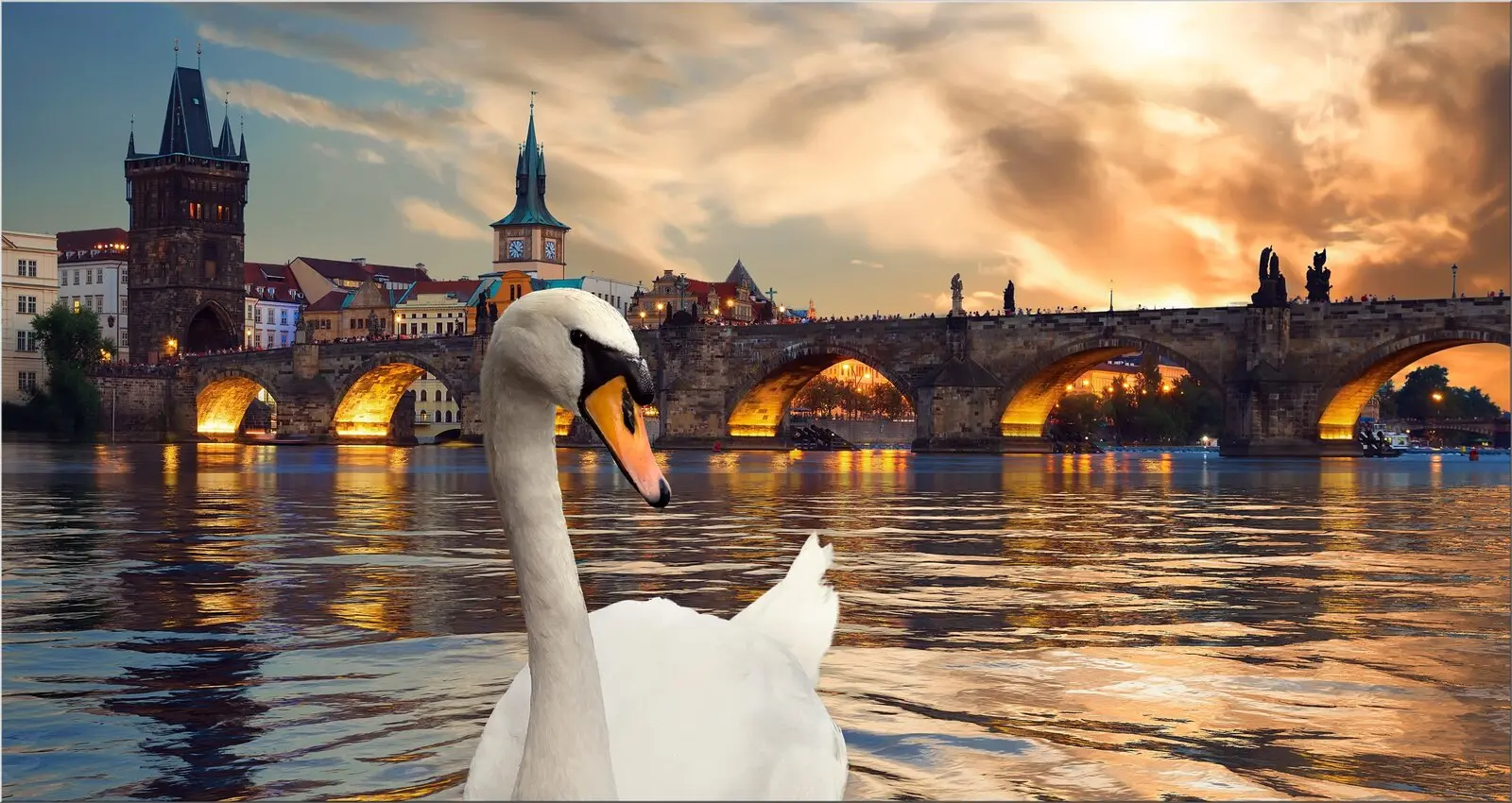 Schöner Schwan auf Postkarte im Format 235x125mm xxl Schöner Schwan auf Postkarte im Format 235x125mm