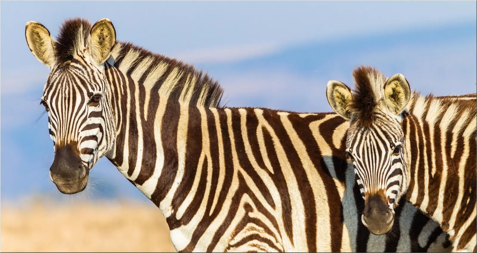 Zwei Zebras in der Prärie
