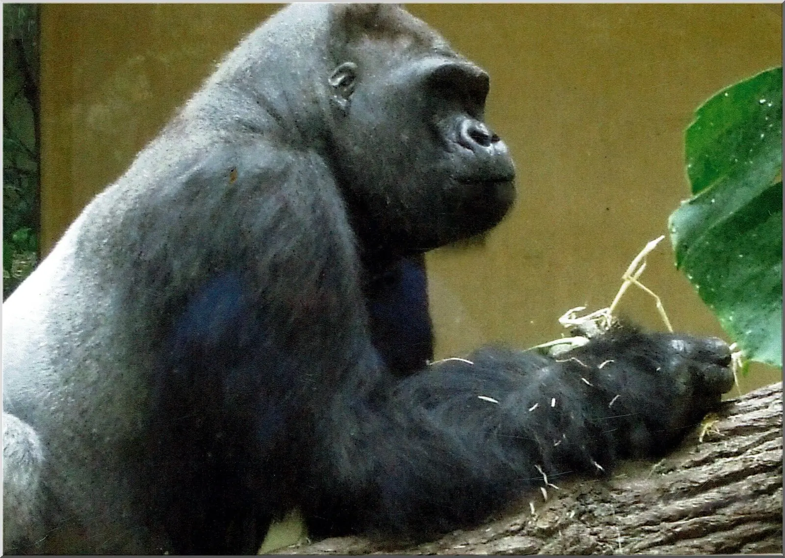 Gorilla Motiv auf Postkarte lustig witzig nachdenklich