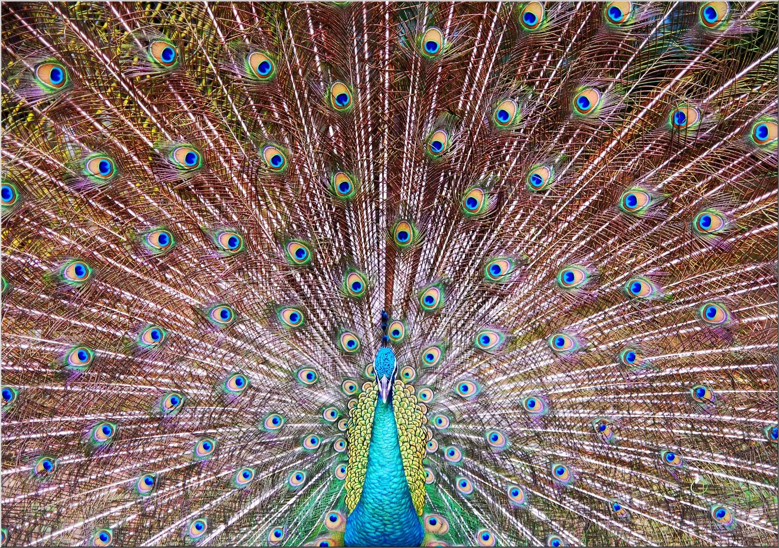 Postkarte Din A6 mit Tier Pfau mit schönen Federn ausgebreitet Postkarte mit Tier Pfau mit schönen Federn ausgebreitet