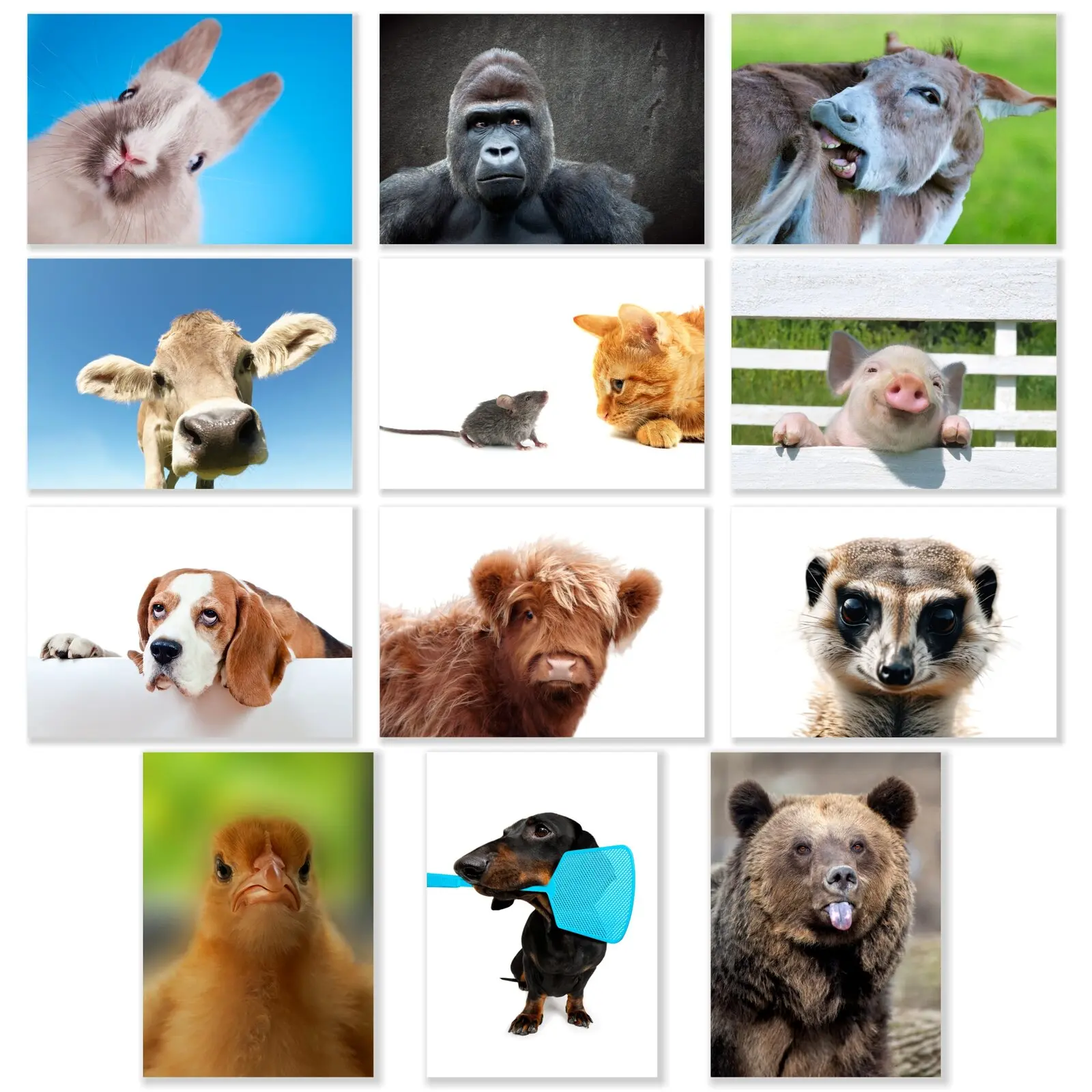 Witzige Tiere als Postkartenset 12er. Mit Hase, Kuh usw.