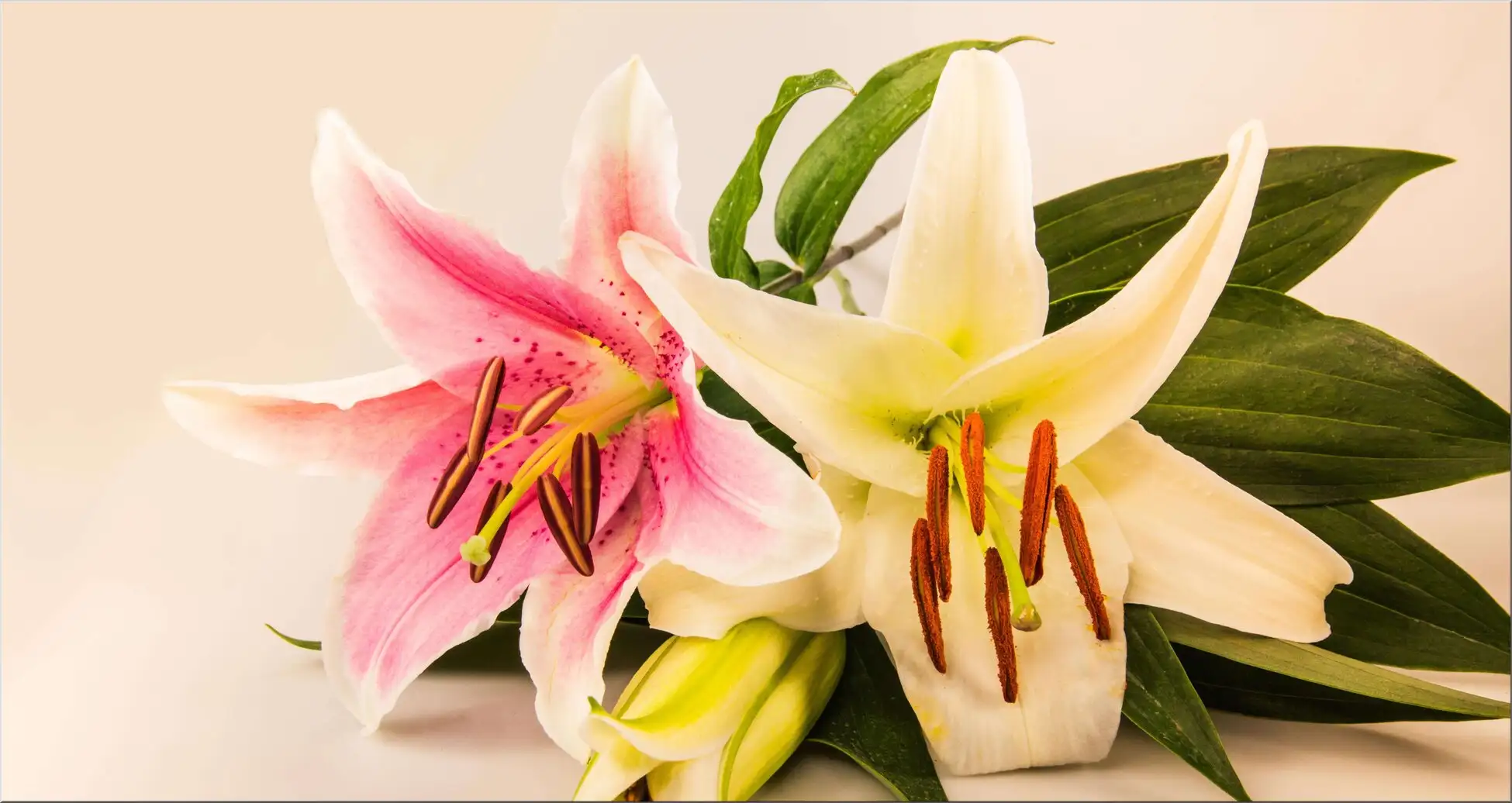 Zwei Große Wunderschöne Lilienblüten Weiß Und Rosa Zwei Große Wunderschöne Lilienblüten