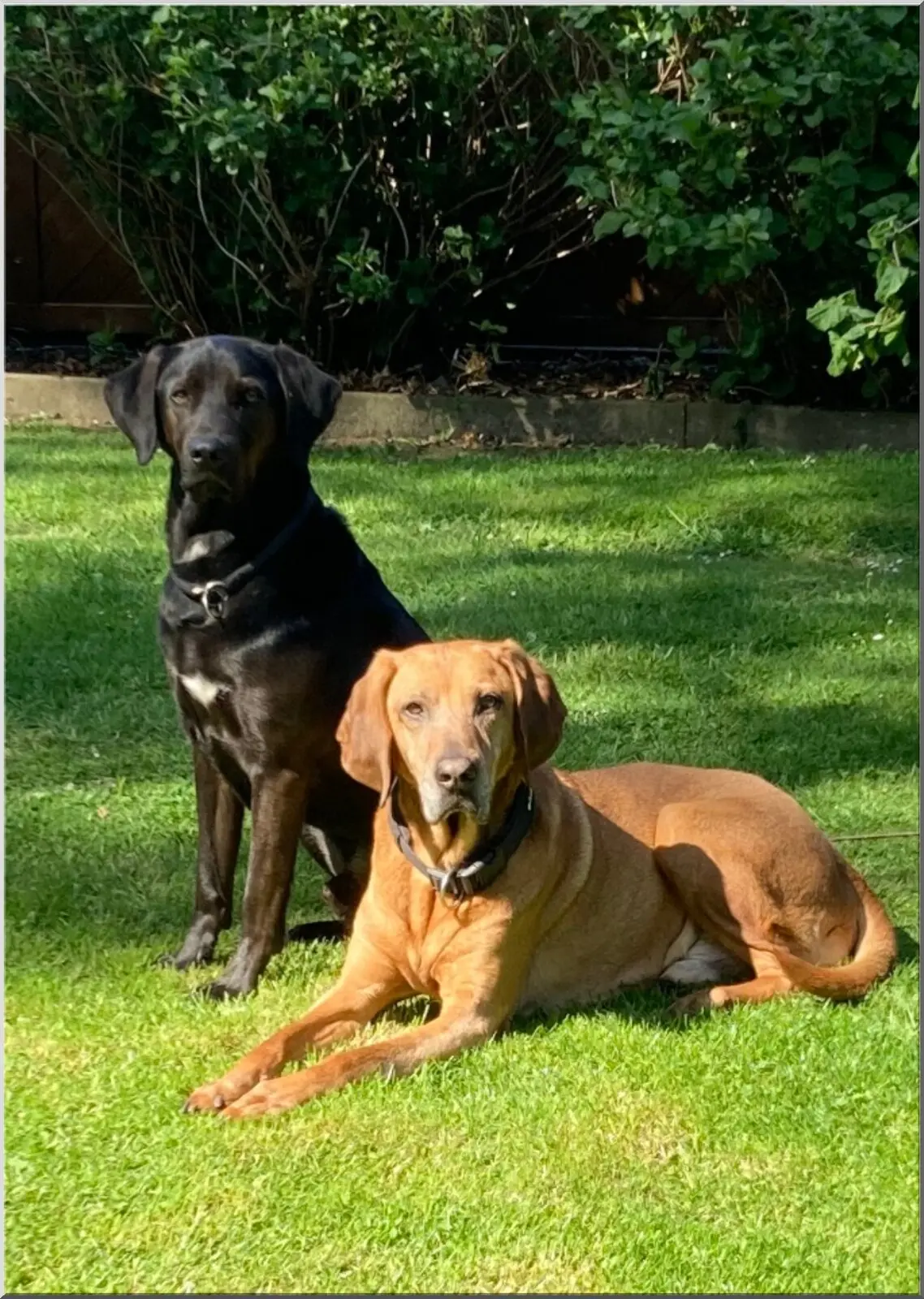 Postkarte mit zwei schönen Hunden im Garten Format A6 Postkarte mit zwei schönen Hunden im Garten