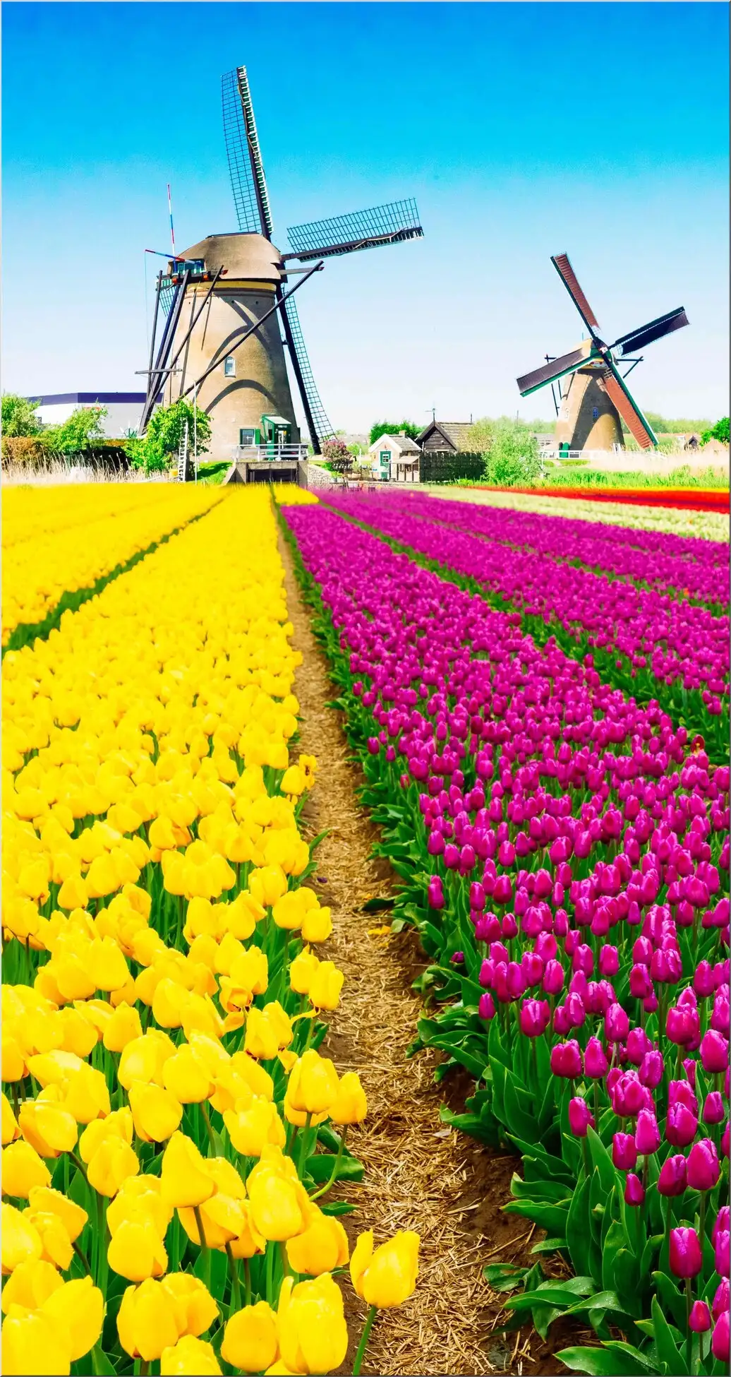 Windmüheln Xxl Postkarte Tulpen Feld