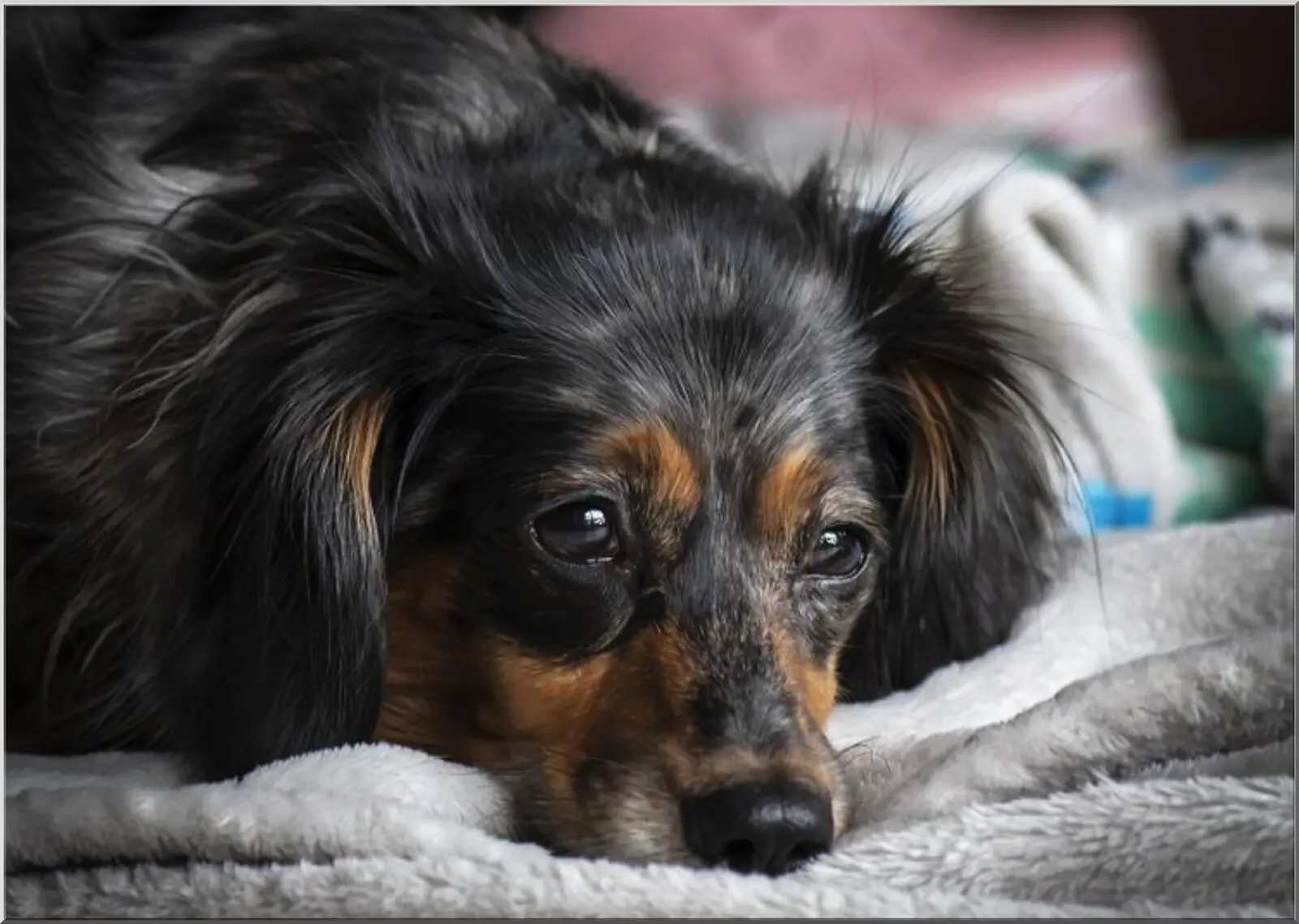 Postkarte mit schwarz-braunem Hund auf Decke liegend A6 Postkarte mit schwarz-braunem Hund auf Decke liegend