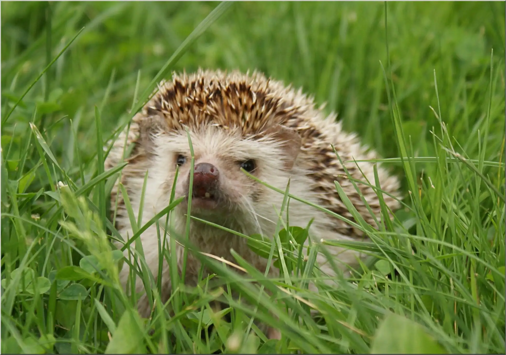 Igel Auf Wiese Im Hohen Grünen Gras Mit Klee Braun Grau Igel Auf Wiese Im Hohen Grünen Gras Mit Klee