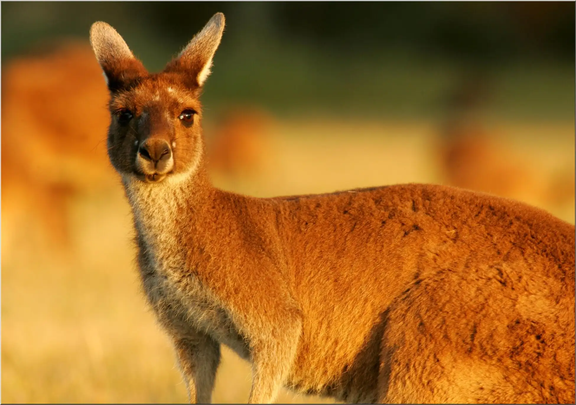 Känguru Im Abendlicht Süß Australien Beuteltier Känguru Im Abendlicht