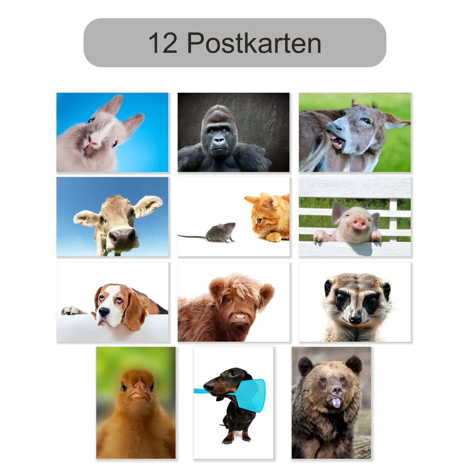 12 Postkarten mit lustigen witigen Tieren Hund, Kuh, Schwein usw. 12 Postkarten mit lustigen witigen Tieren Hund, Kuh usw.