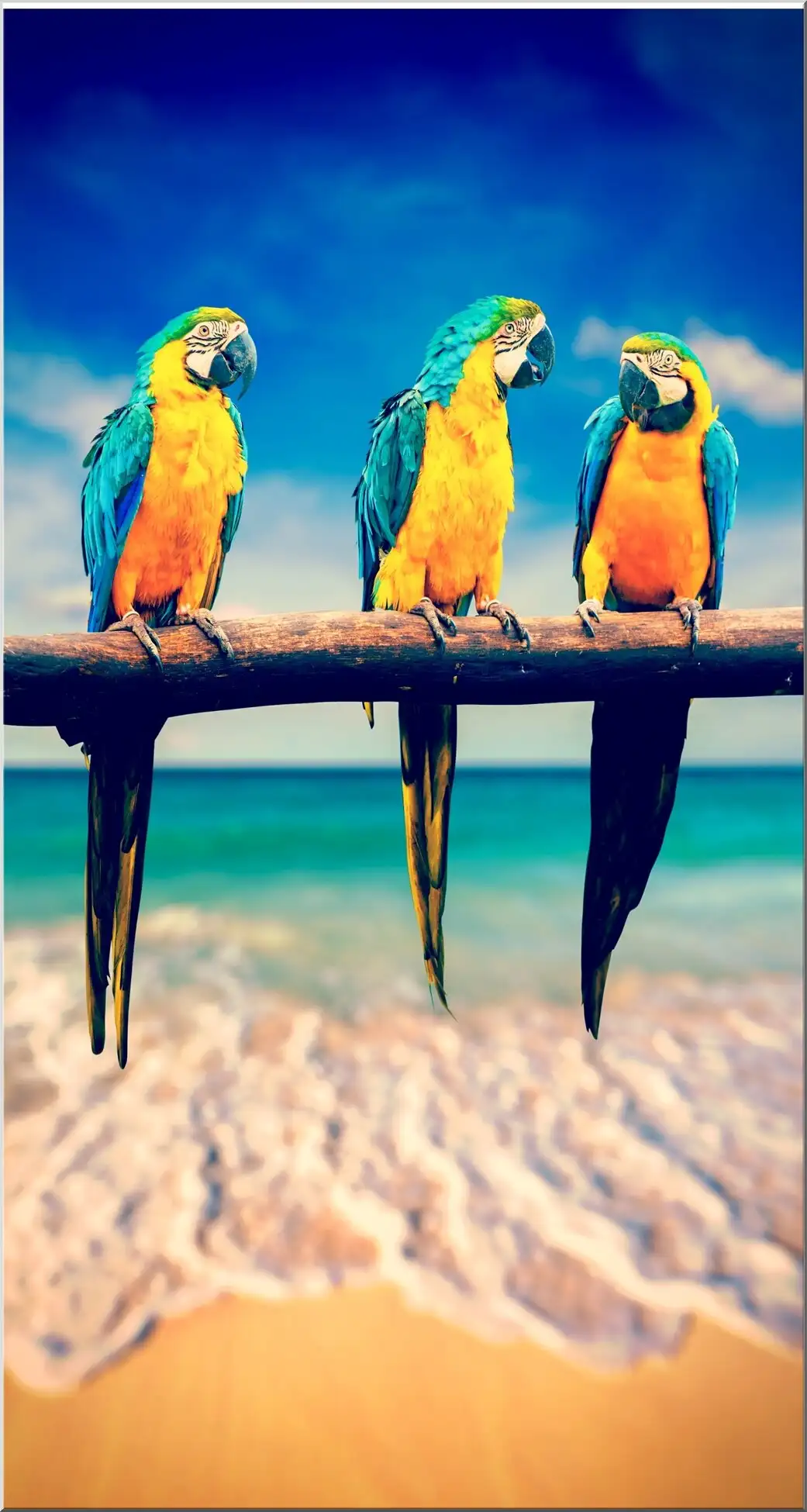 Maxi Postkarte Mit 3 Papageien